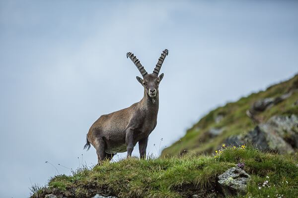 fauna-und-flora-in-die-hoch-tauren